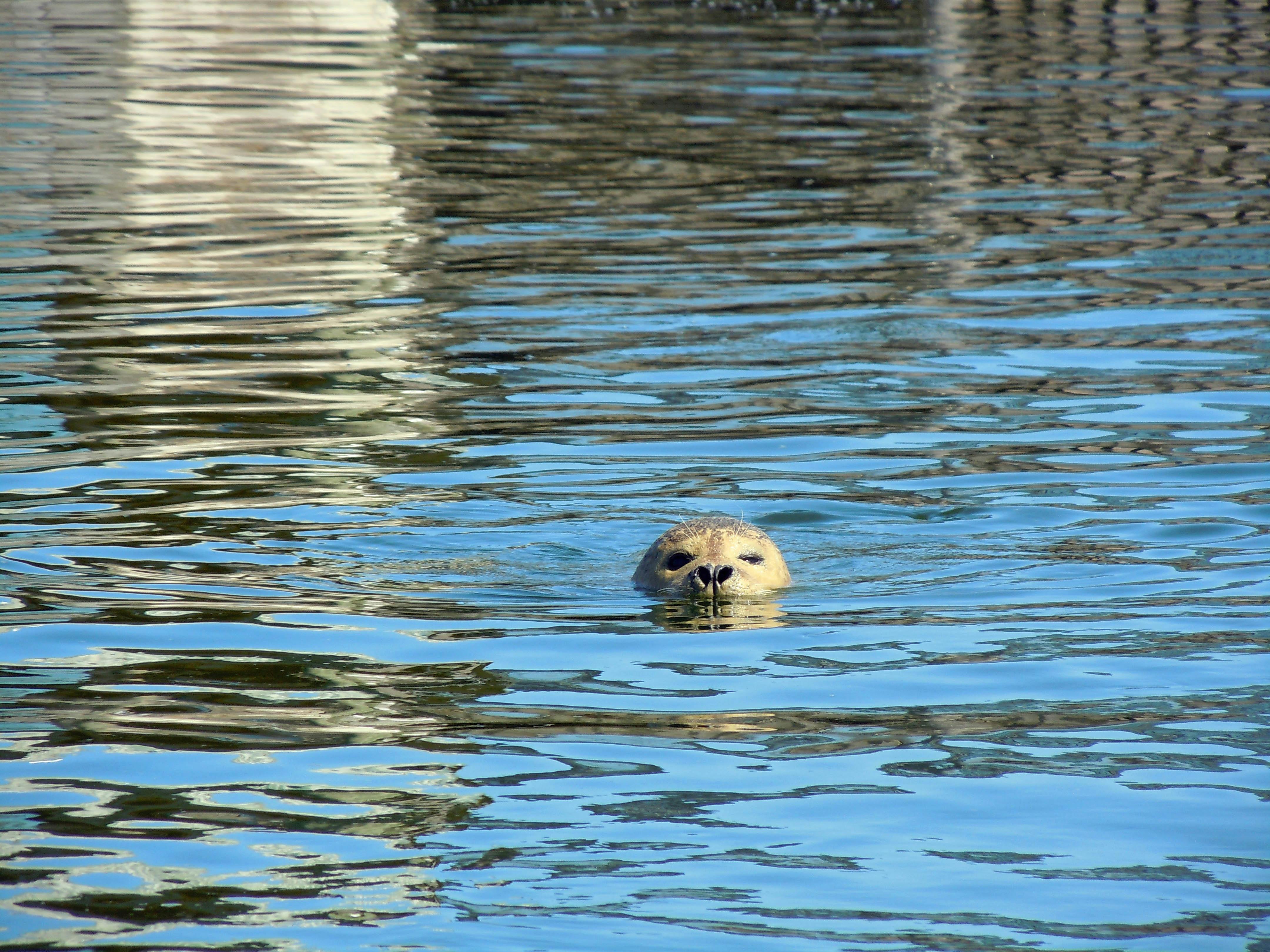 Free stock photo of animal, sea dog, seal4320 x 3240