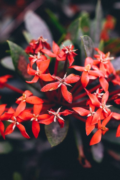Free Close-up of vibrant red Ixora flowers in full bloom, showcasing nature's beauty. Stock Photo