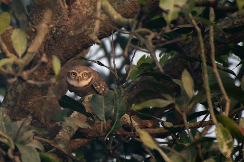 Free Owl Perched on a Tree Stock Photo