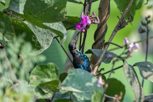 Free A Hummingbird Perched On Tree Branch Near A Flower Stock Photo