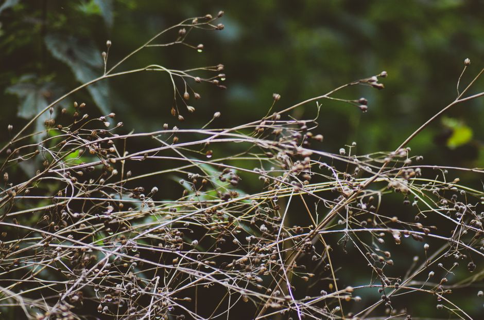 the best time to plant grass seed