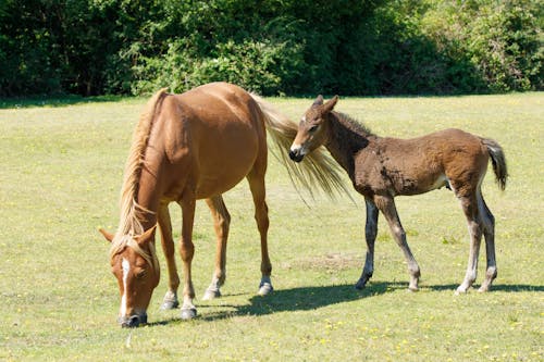 Foto profissional grátis de cavalo, equino