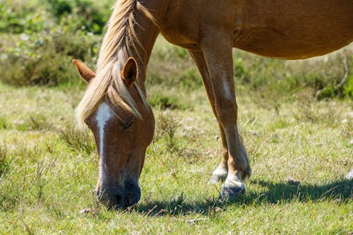 Gratis Cavallo Marrone Sull'erba Verde Foto a disposizione