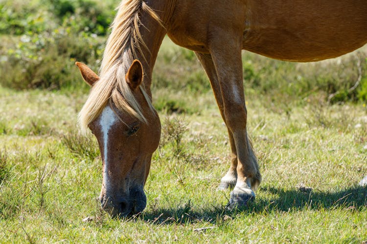 Close Up Of Grazing Horse