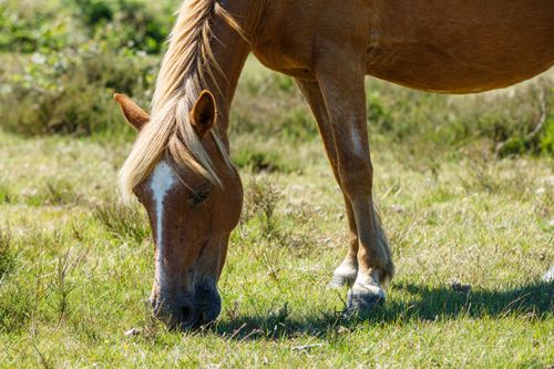Free Close-up of a horse grazing in an English pasture during daylight, showcasing natural beauty. Stock Photo