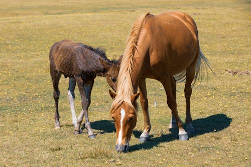 Бесплатное стоковое фото с лошадь