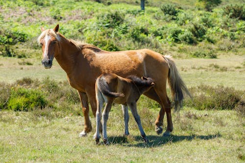 Δωρεάν στοκ φωτογραφιών με άλογο, για άλογα