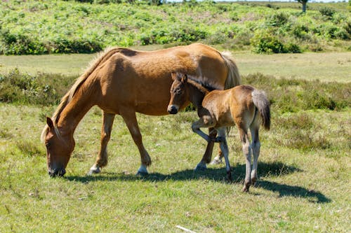 Foto profissional grátis de cavalo, equino