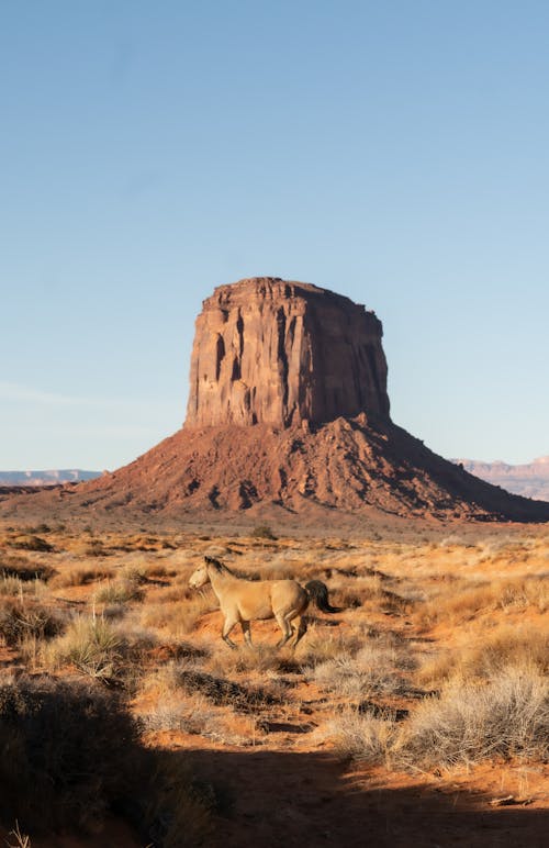 Picturesque scenery of dry grass on sandy desert valley with rocky mountain and wild horse running under blue cloudless sky in sunny summer day