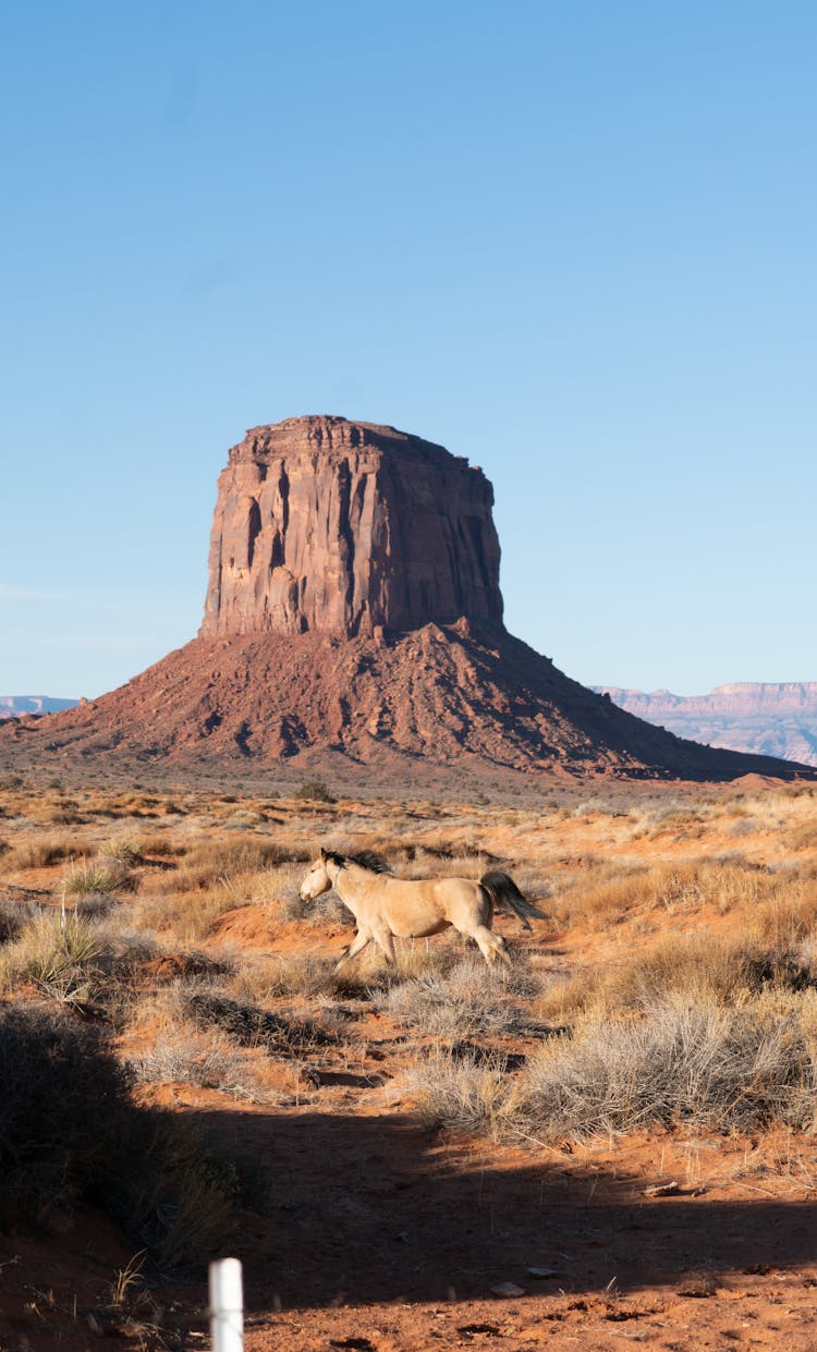 Horse Running In Desert Terrain