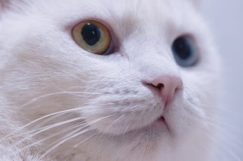 Close Up Photo of a White Cat