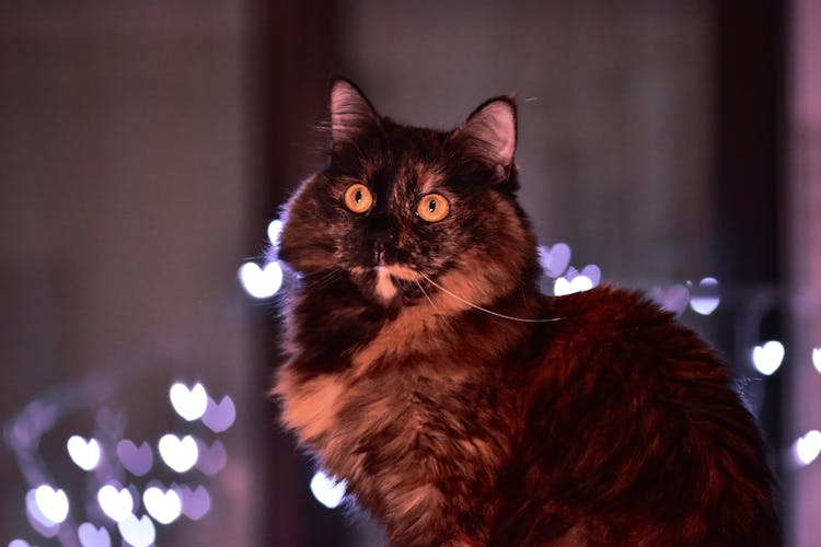 Portrait Of Fluffy Cat With Lights In Background