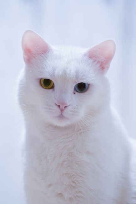 Enchanting Green-Eyed