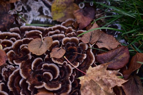 Kostenloses Stock Foto zu boden, draußen, fungi