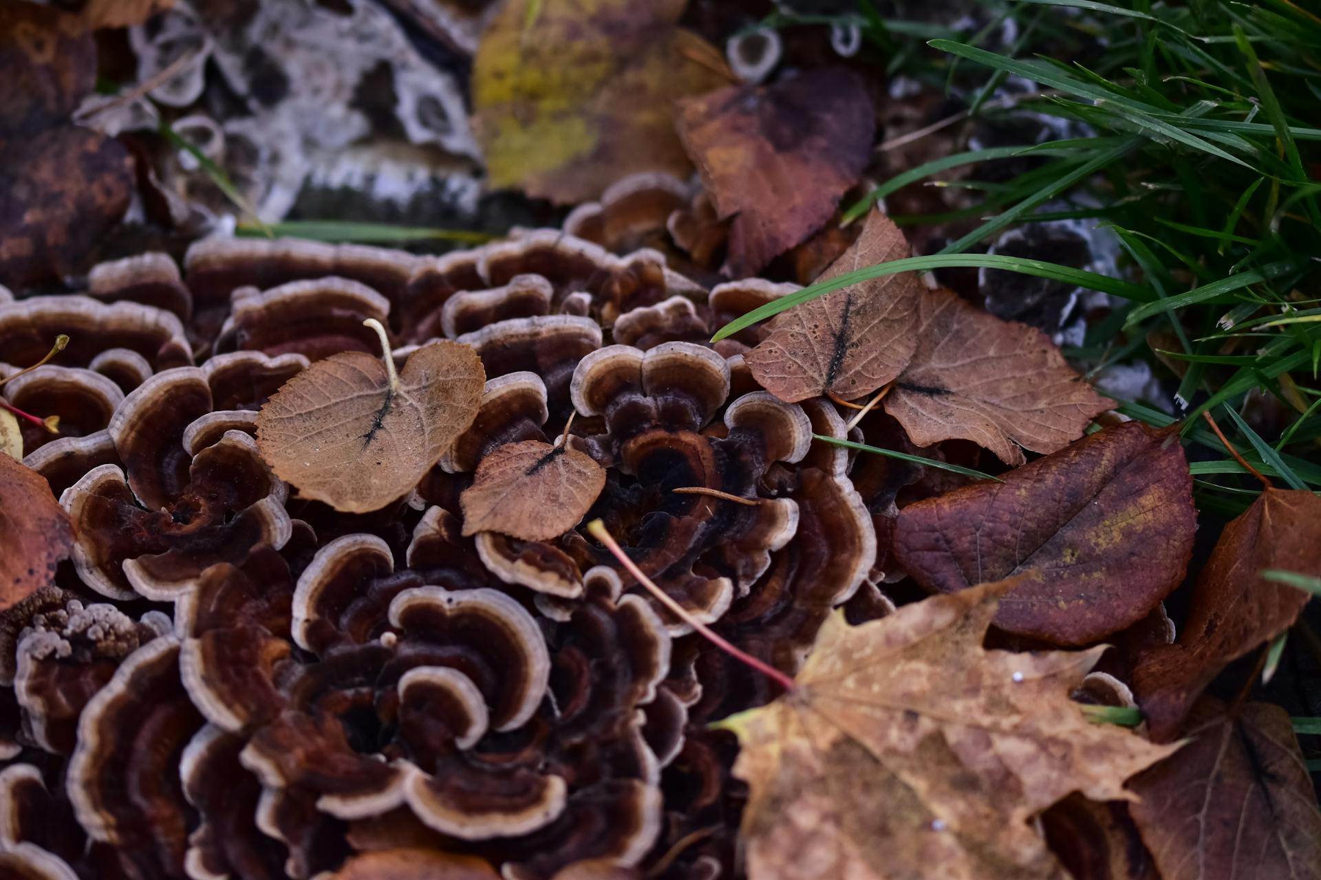 Detailed image of Turkey Tail mushroom with fallen leaves and grass in an autumnal setting.