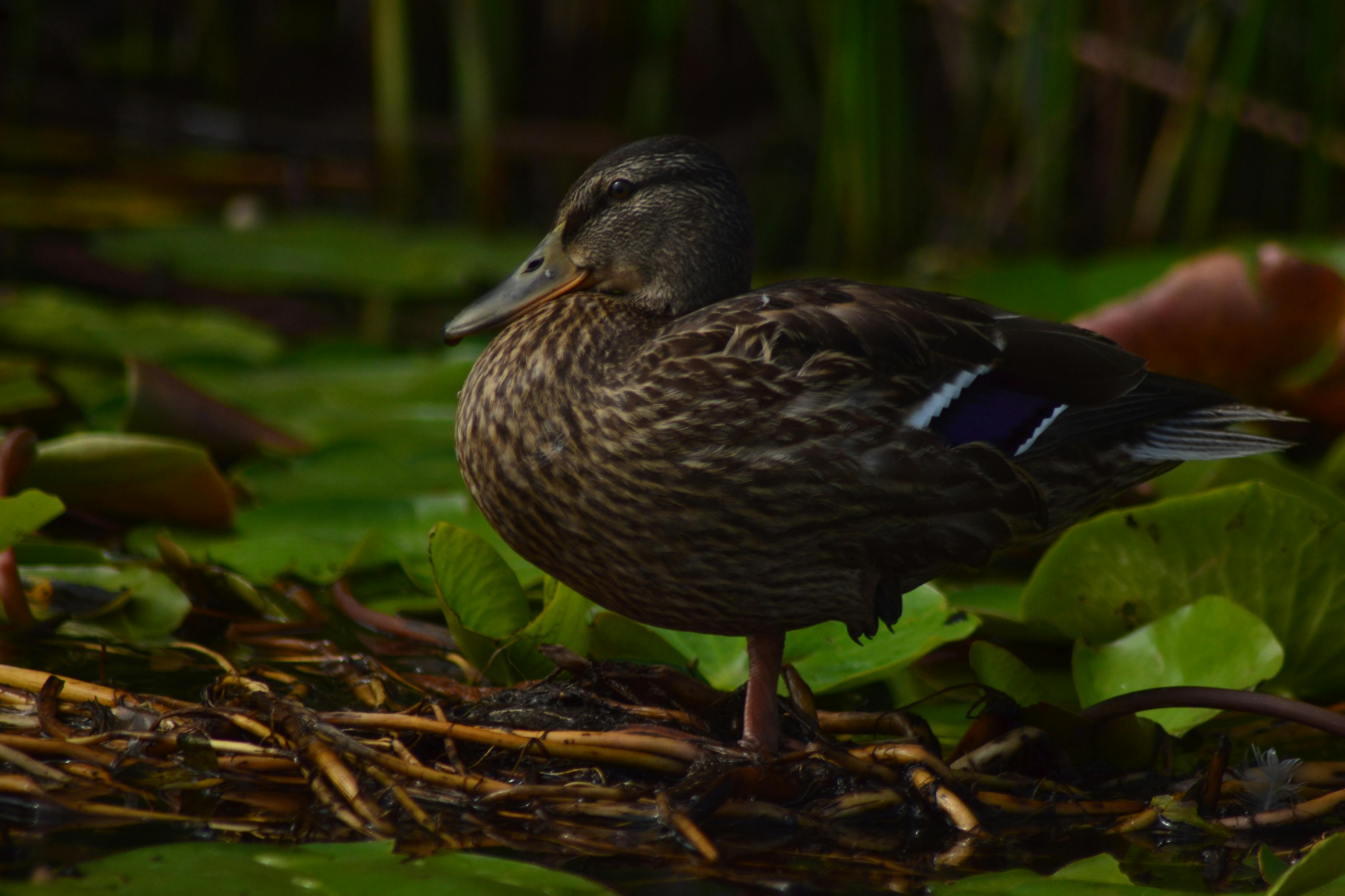 10.635+ Fotos y Imágenes de Pato Gratis · Banco de Fotos Gratis