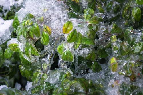 Branches of lush tree with frozen green foliage covered with crystal ice growing in nature on cold weather in forest