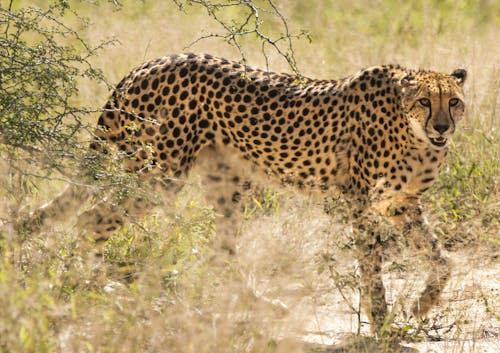 Cheetah Walking on Grassland