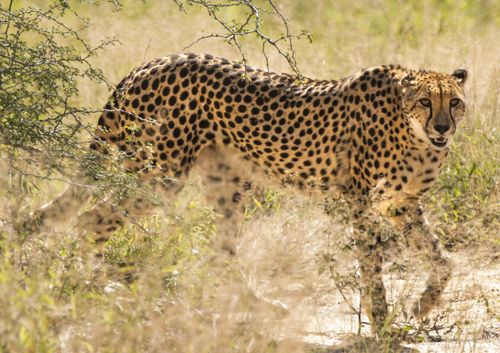 Free Cheetah (Acinonyx jubatus) stealthily prowling through South African grasslands. Stock Photo