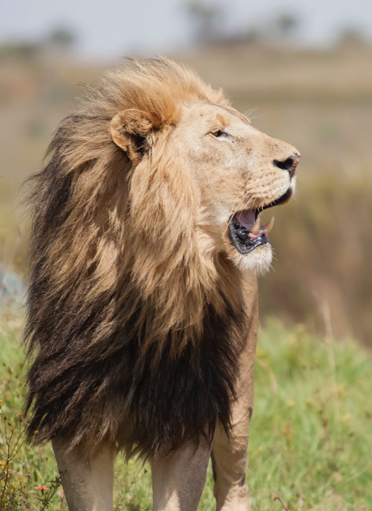 A Lion On A Grassy Field