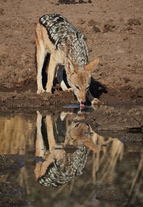 A Photo Of Drinking Jackal