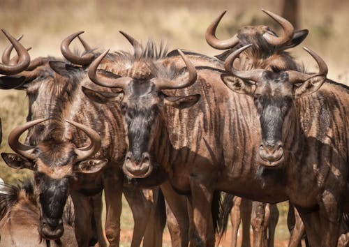 Free A Herd of Wildebeests Stock Photo
