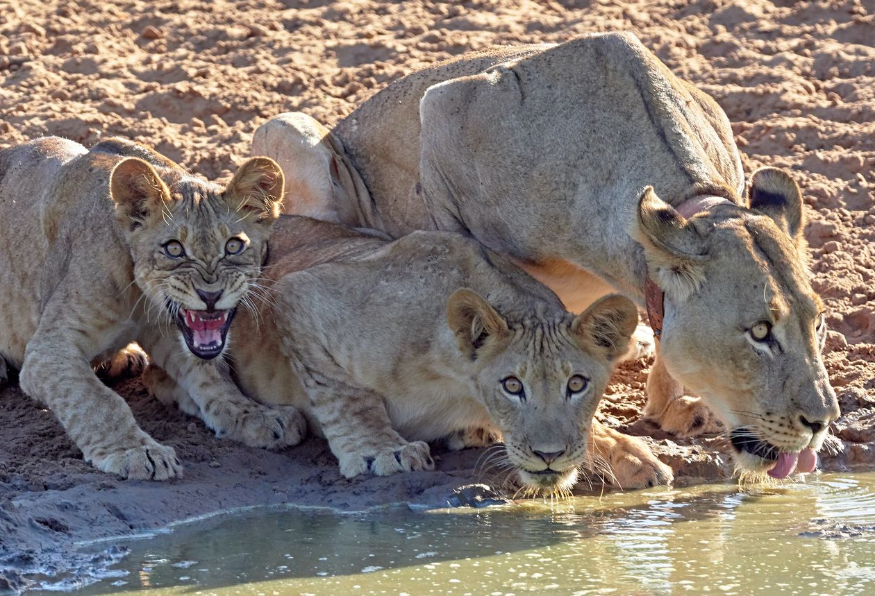 Lioness with cubs drinking at a waterhole