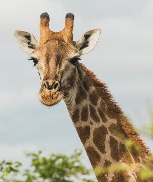 Close-Up Photo Of Giraffe