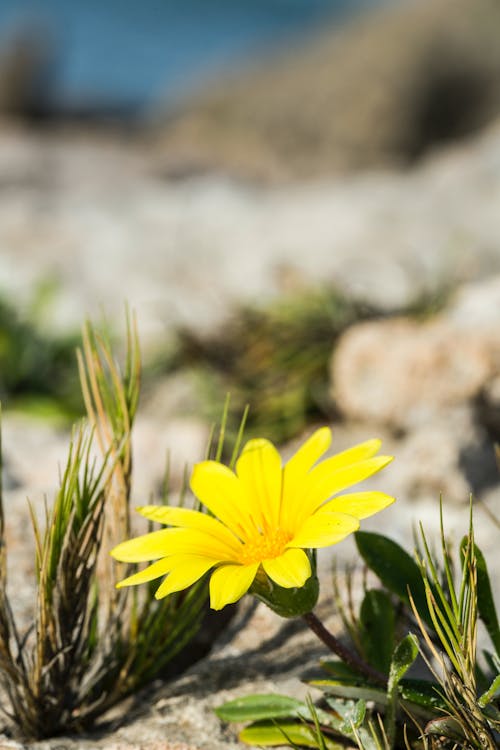 Free Close-Up Shot of a Yellow Flower in Bloom Stock Photo
