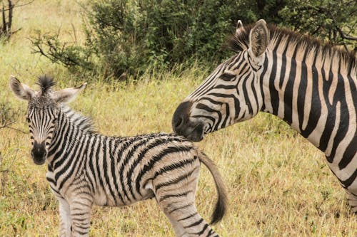 A Photo Of Zebra With Its Offspring