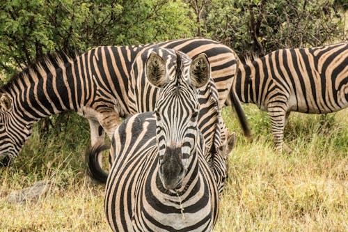 Free Herd of Zebras on a Grassy Field Stock Photo