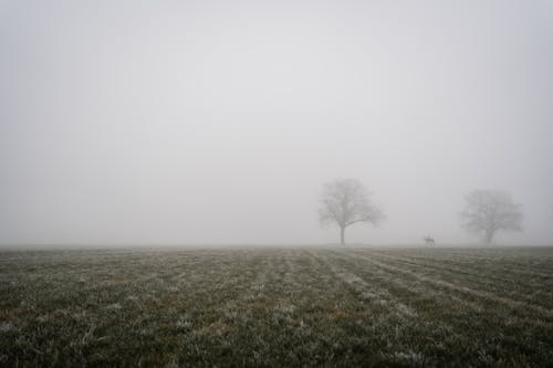 Trees on a Grassy Field