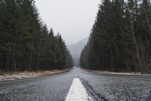 綠樹之間的灰色柏油路