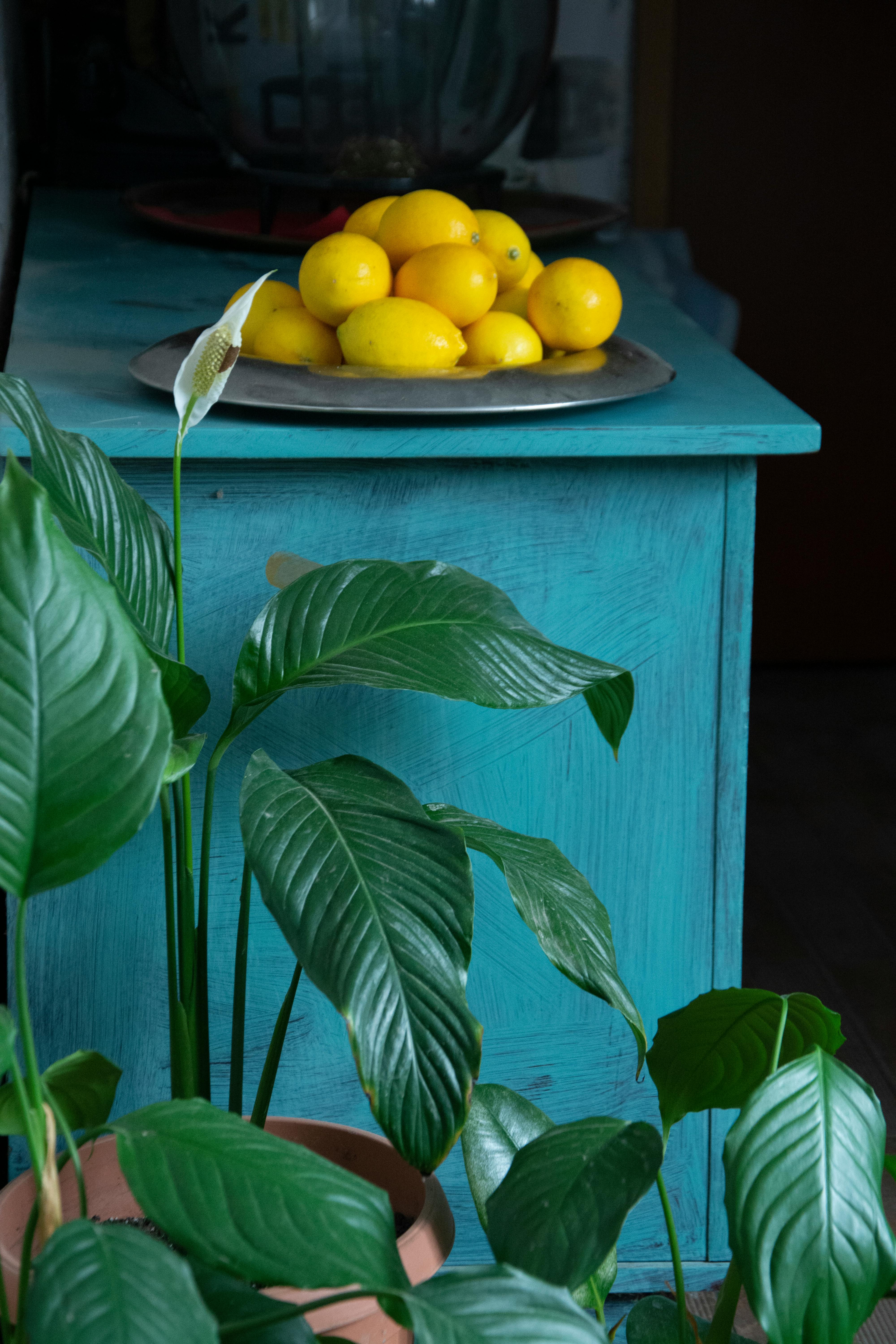 Bright yellow lemons on a rustic blue table with lush green plants in the foreground.