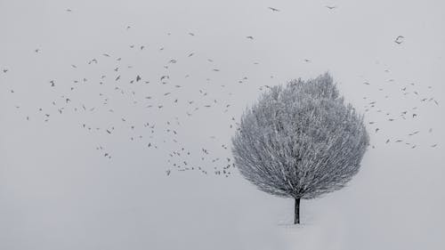 Arbre Bleu Sur Sol Couvert De Neige