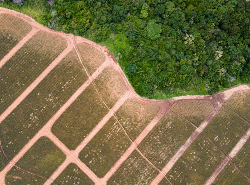 Jalur Beton Coklat Antara Pepohonan Hijau