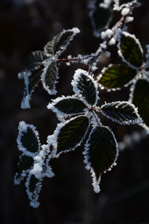 Free Detailed close-up of frosted leaves capturing the essence of winter with intricate snow patterns. Stock Photo