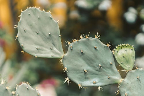 Free Cactus Plant In Close Up Photography Stock Photo