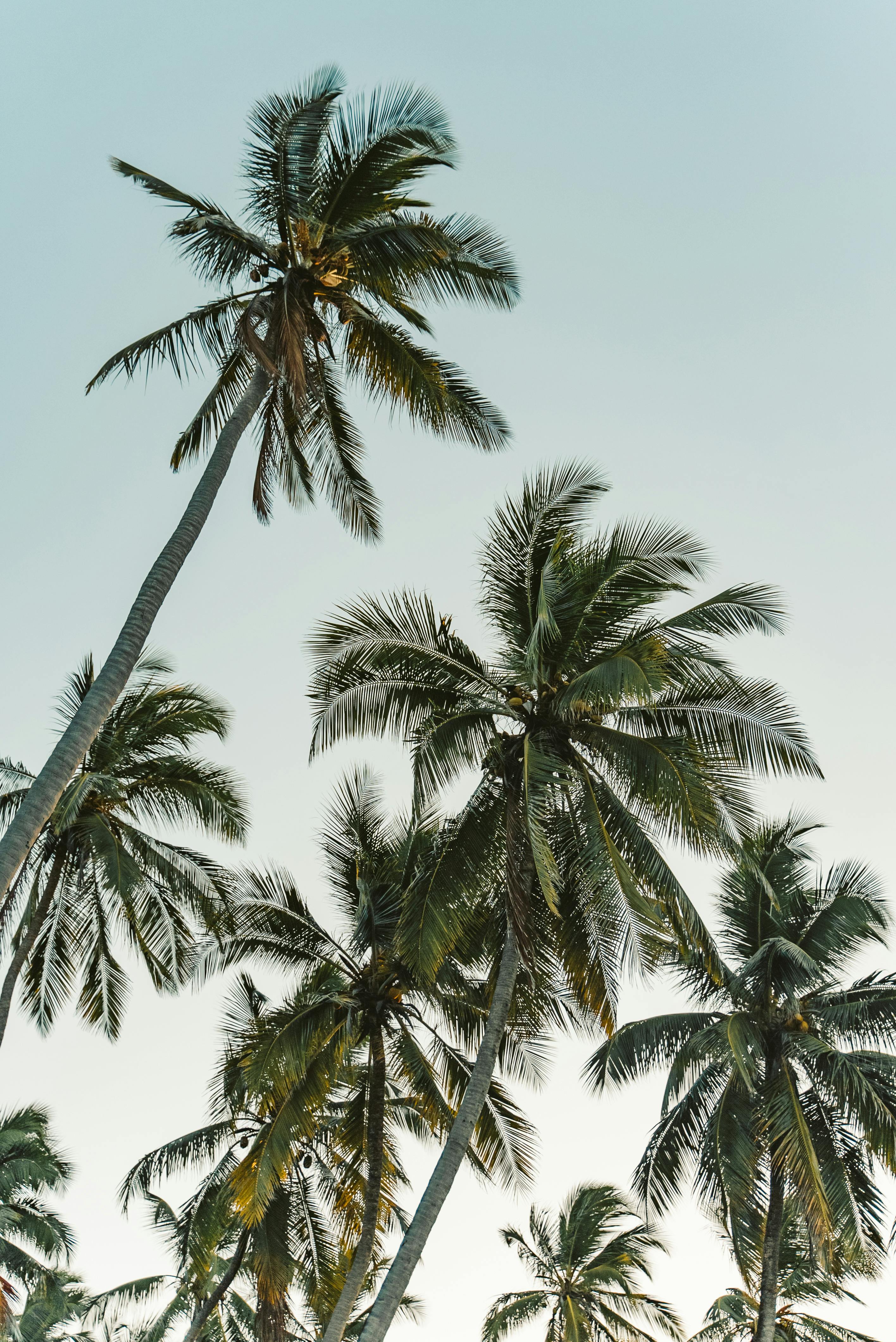 30,000+ Best Tropical Island Photos · 100% Free Download · Pexels Stock ...