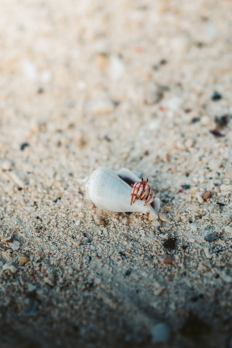 White And Brown Seashell On White Sand