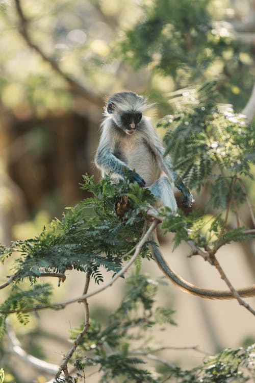 Photos gratuites de animal, branche d'arbre, être assis