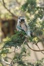 Gray Langur Monkey Sitting On Tree Branch