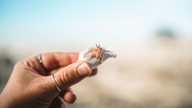 A detailed close-up of a hermit crab held in a hand at the beach, showcasing nature's beauty.