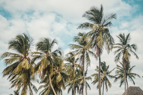 Základová fotografie zdarma na téma kmeny stromů, kokosové ořechy, listy