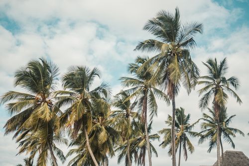 Free Tall palm trees reaching towards a cloudy blue sky, showcasing a tropical paradise. Stock Photo