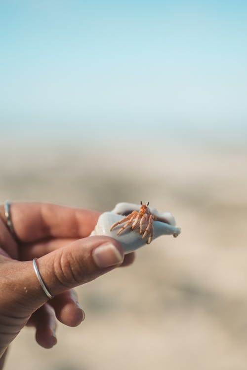 A Person Holding a Hermit Crab