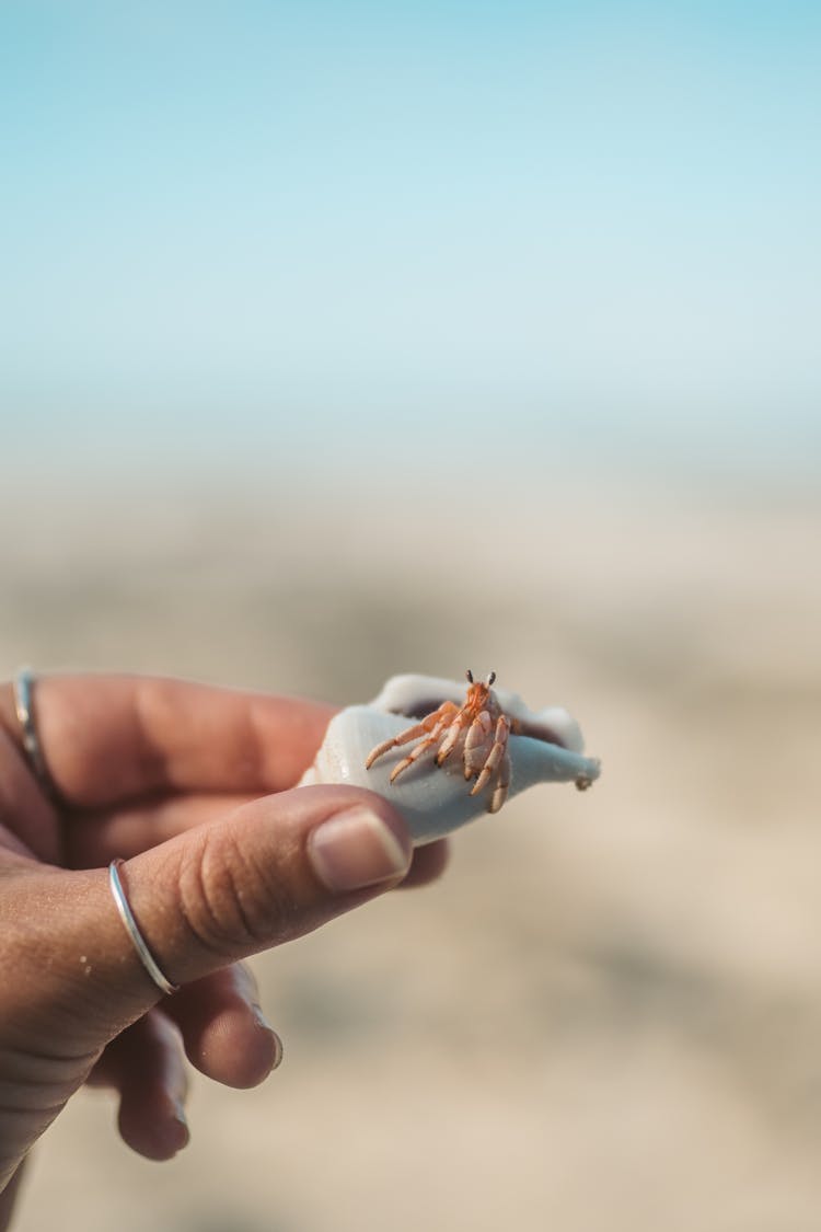 A Person Holding A Hermit Crab