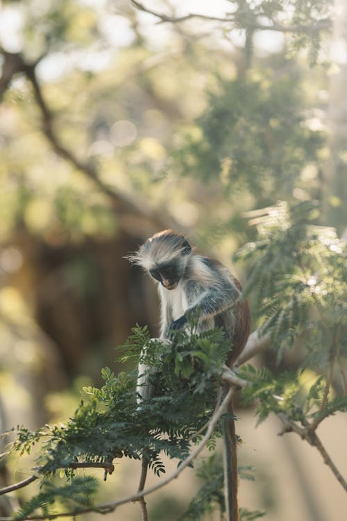 ağaç, arka plan bulanık, bebek maymun içeren Ücretsiz stok fotoğraf