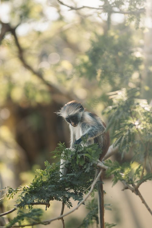 Fotos de stock gratuitas de árbol, bebé mono, fondo borroso