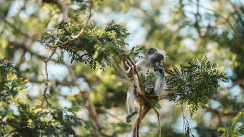 A Colobus Monkey on the Tree